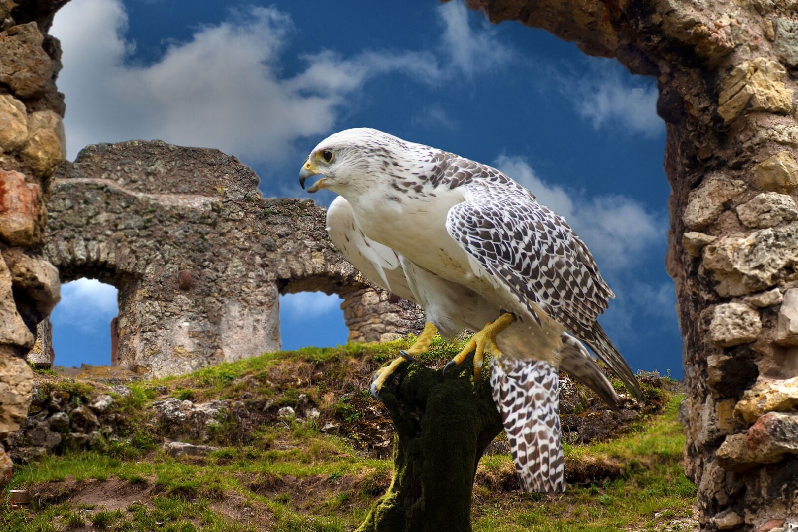 A white bird sitting on top of a tree stump.