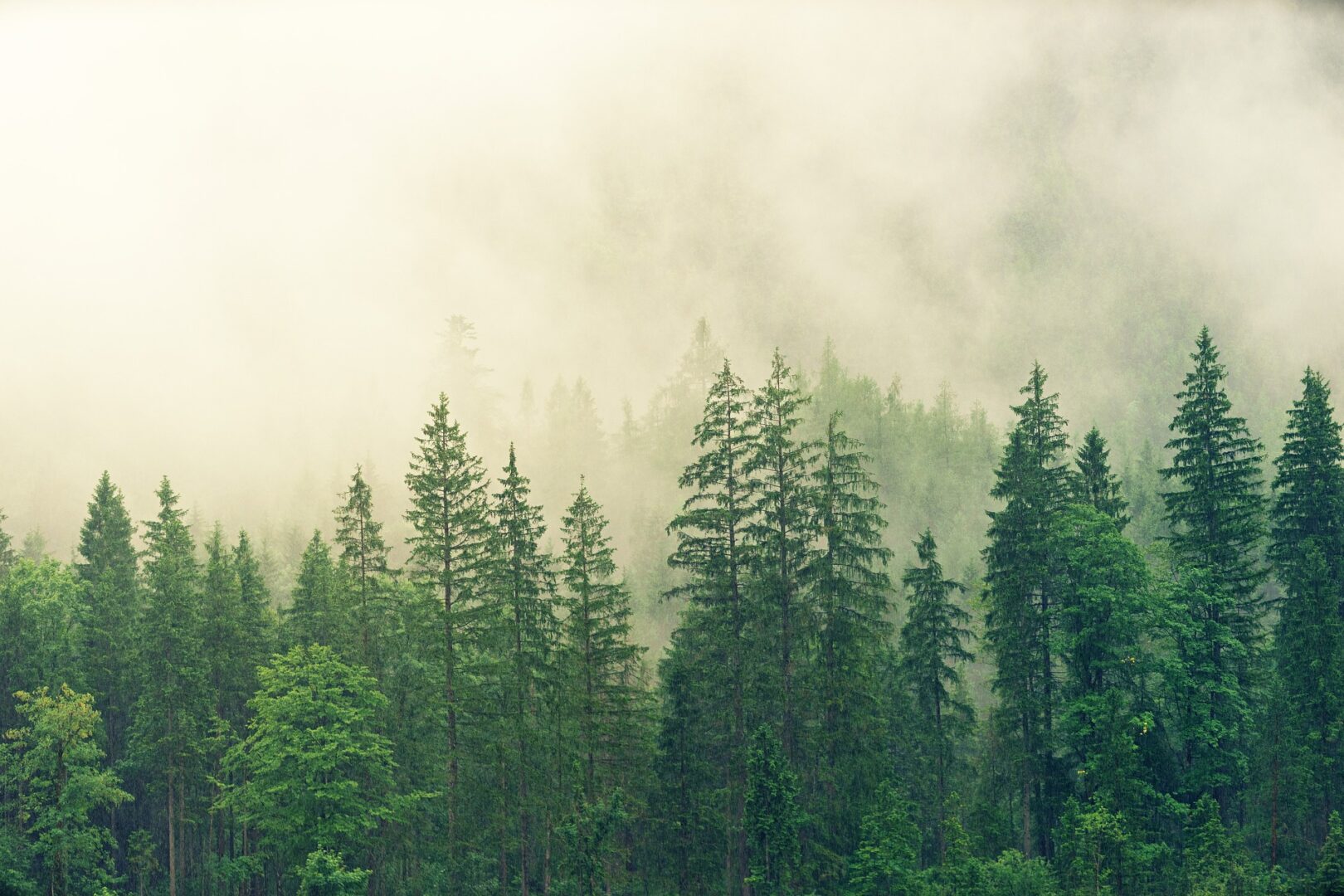 A forest with trees and fog in the background.