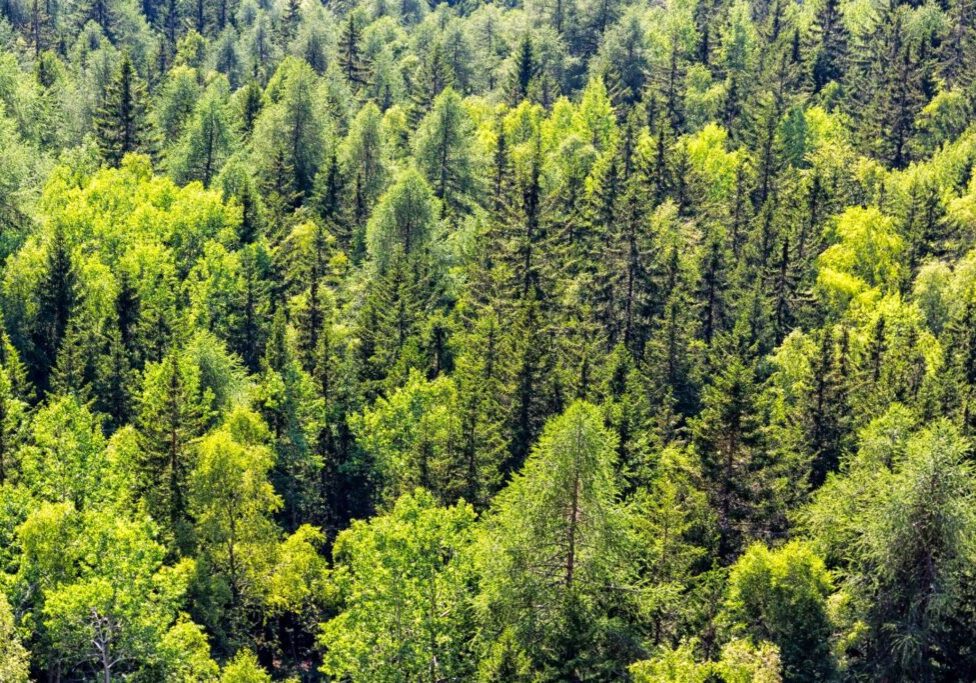 A forest filled with lots of green trees.