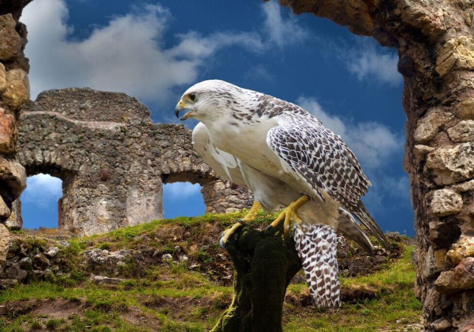 A white bird sitting on top of a tree stump.